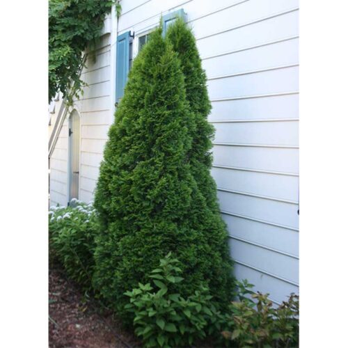 Thuja Occidentalis "Smaragd" Emerald Green Arborvitae Tidewater Trees