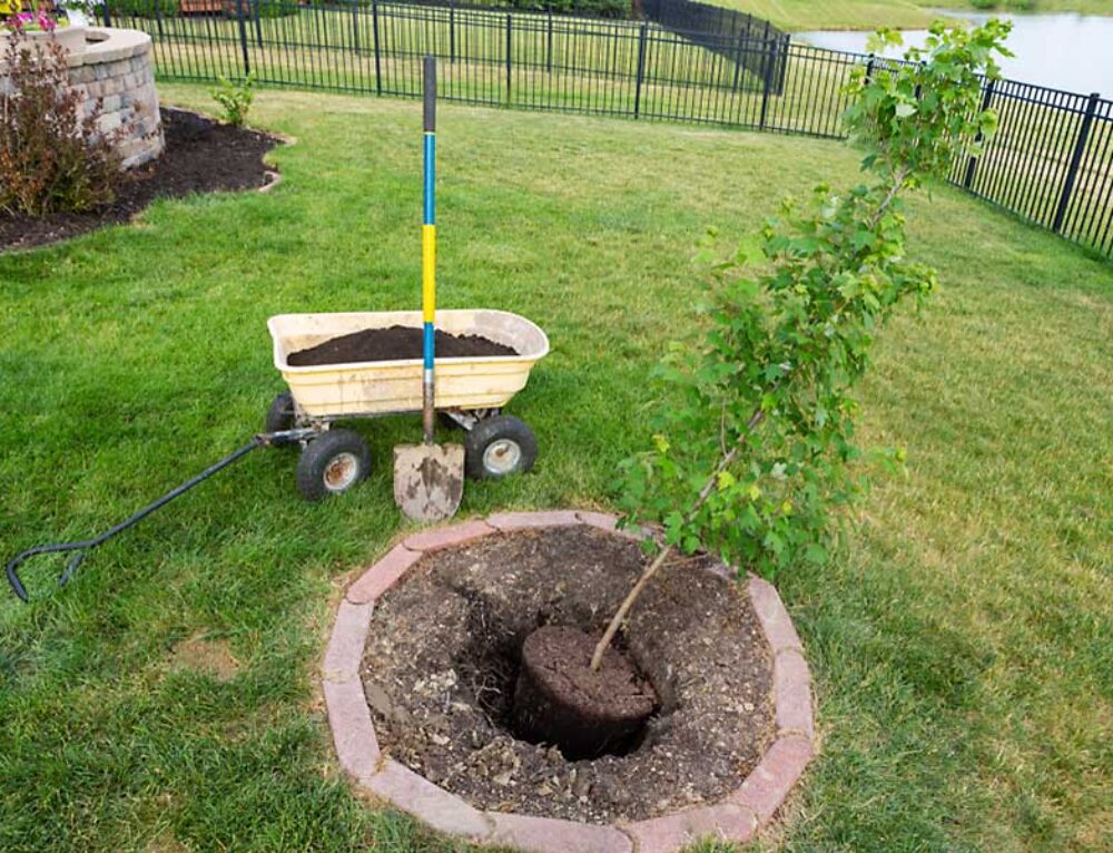 Virginia Native Live Oaks Tidewater Trees