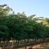 Natchez Crape Myrtle