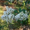 Natches Crape Myrtle Flower