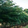 Natchez Crape Myrtle 1
