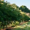 Natchez Crape Myrtle 2