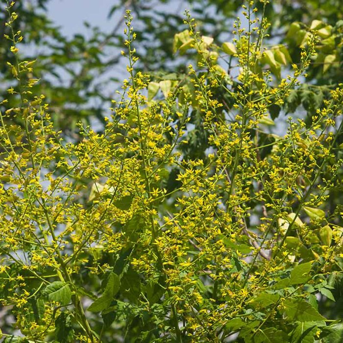 Golden Raintree Koelrueteria Bipinnata