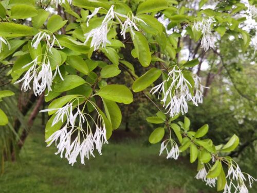 Chionanthus virginicus - White Fringe Tree Multi-Stem
