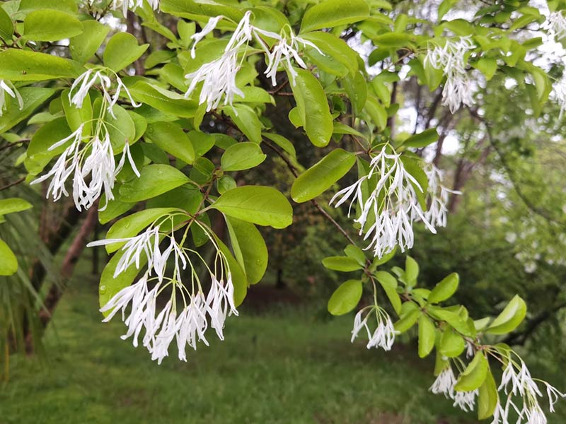 Chionanthus virginicus - White Fringe Tree Multi-Stem