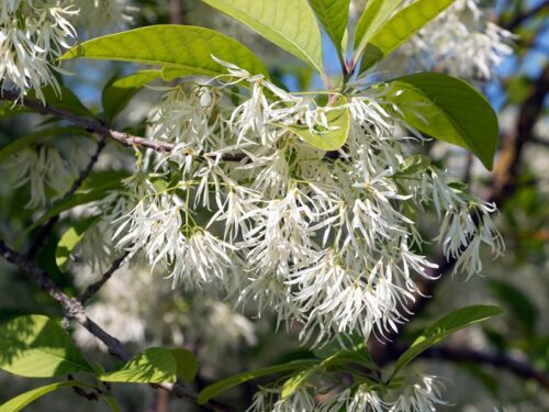 Chionanthus virginicus - White Fringe Tree Single Stem