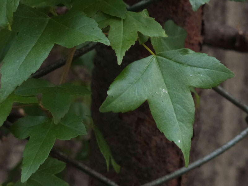 Acer buergeranum Trident Maple Tree Foliage