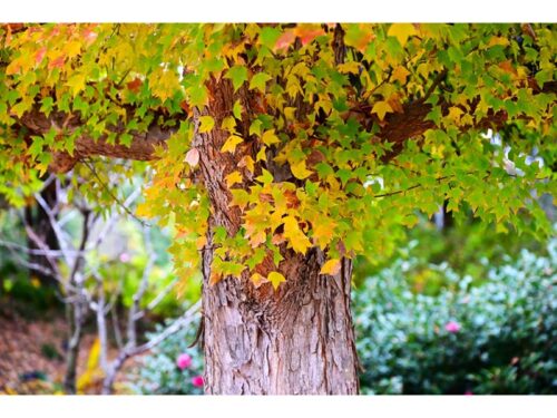 Acer buergeranum Trident Maple Tree