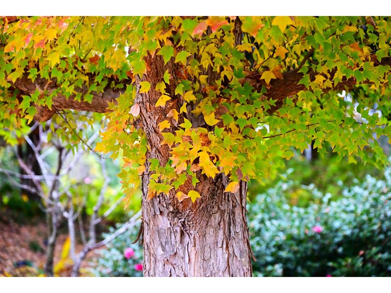 Acer buergeranum Trident Maple Tree