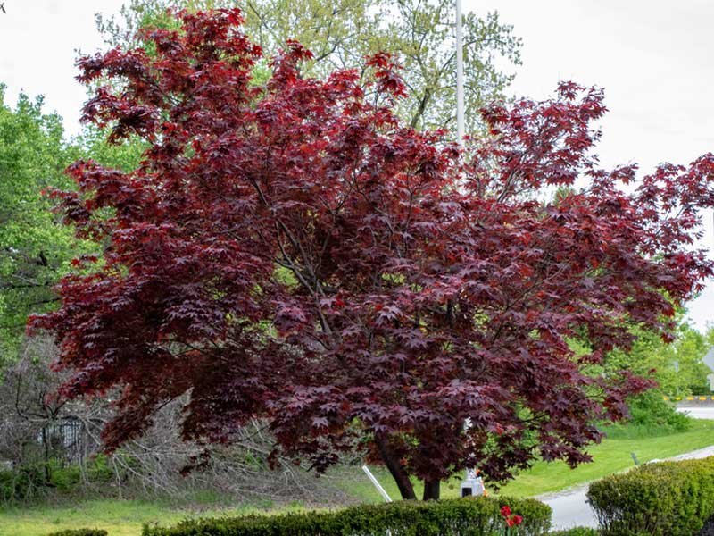 Acer palmatum Bloodgood Japanese Maple Tree