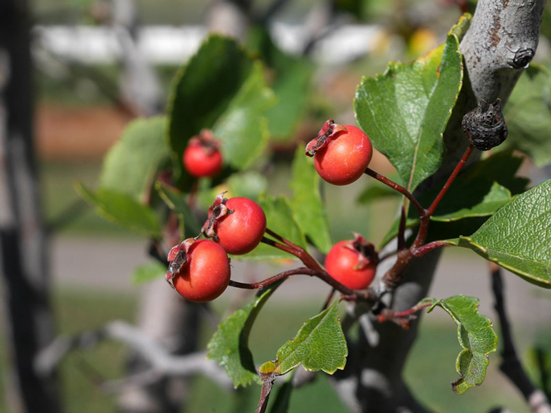 Cerataegus viridus - 'Winter King' Hawthorne Berries