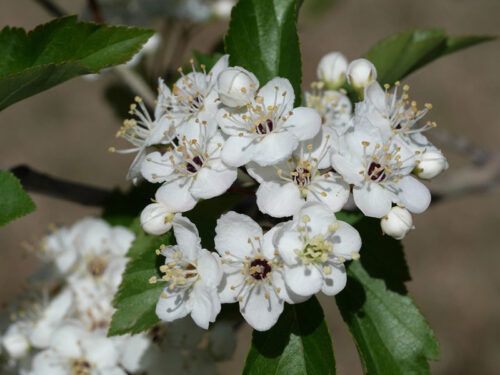 Cerataegus viridus - 'Winter King' Hawthorne Flowers