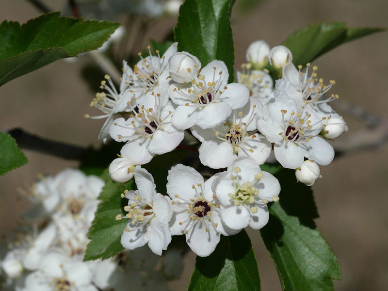 Cerataegus viridus - 'Winter King' Hawthorne Flowers