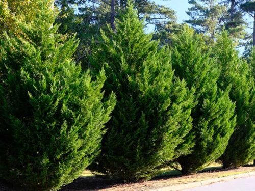 Cupressocyparis leylandii - Leyland Cypress