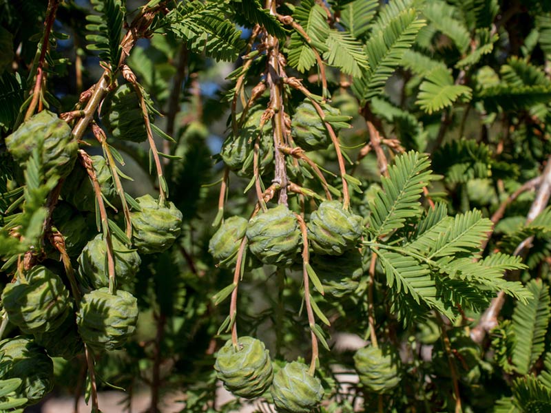 Dawn Redwood Seeds