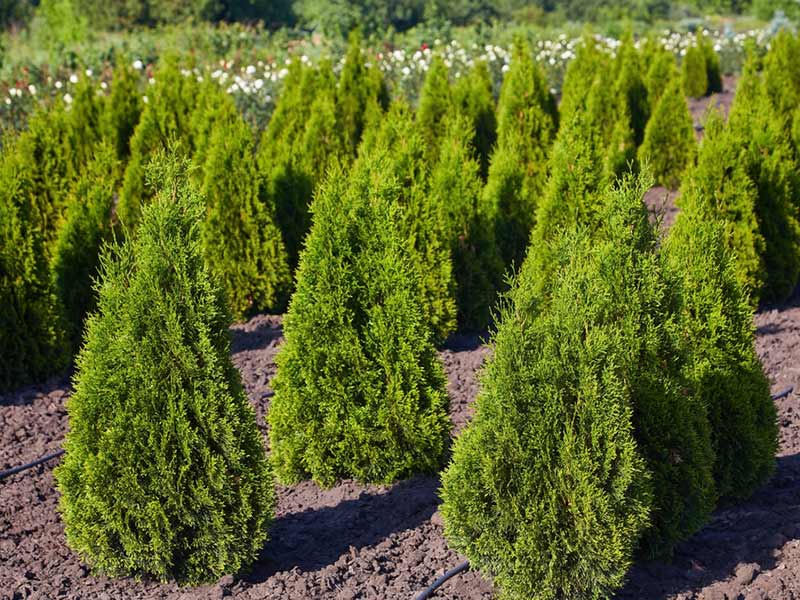 Emerald Green Arborvitae - Thuja occidentalis