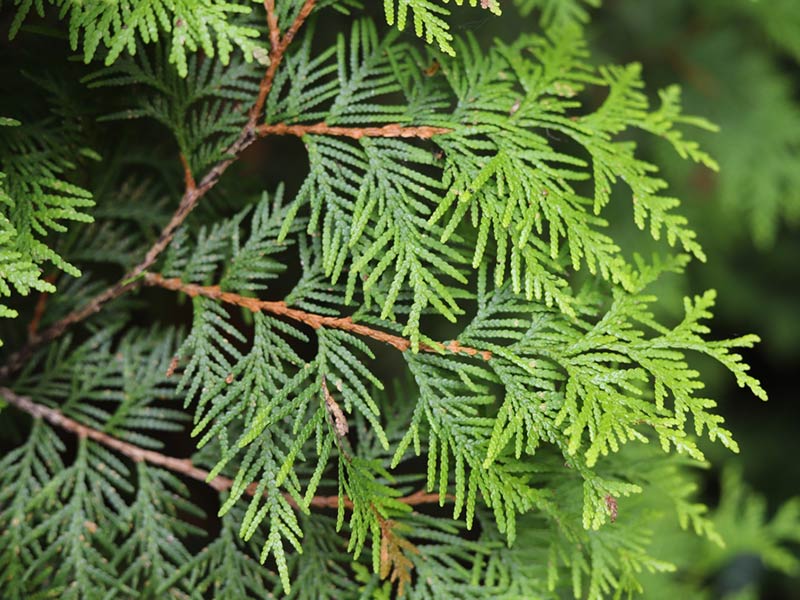 Thuja occidentalis - Emerald Green Arborvitae