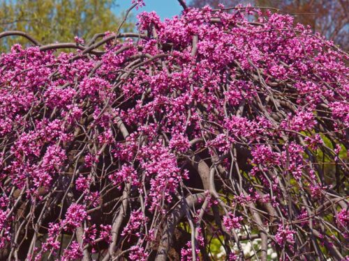 Lavender Twist Weeping Redbud - Cercis canadensis 'Covey'