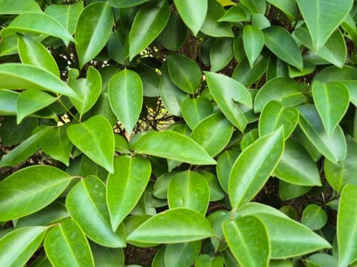 Ligustrum lucidum - Glossy Privet