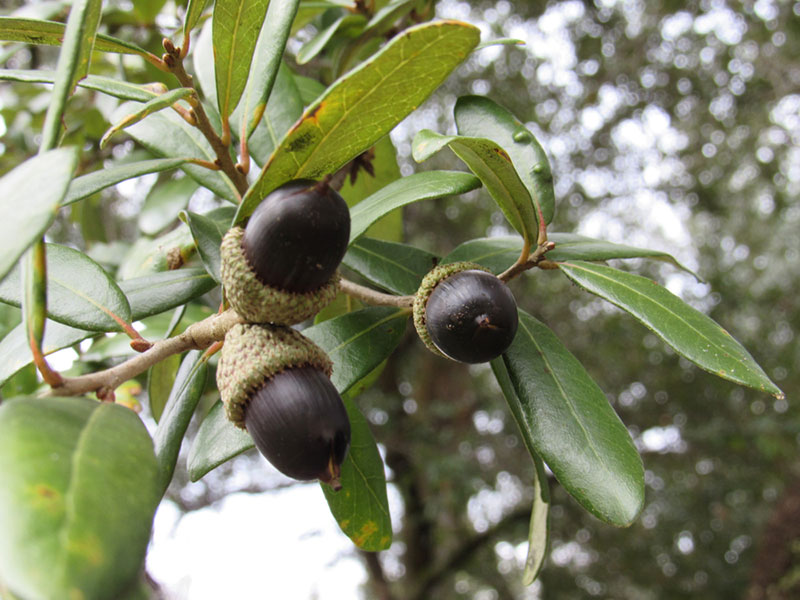Live Oak Tree Acorns