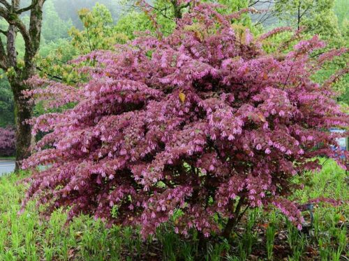 Loropetalum chinenese f. rubrum 'Zhuzhou Fuchsia'
