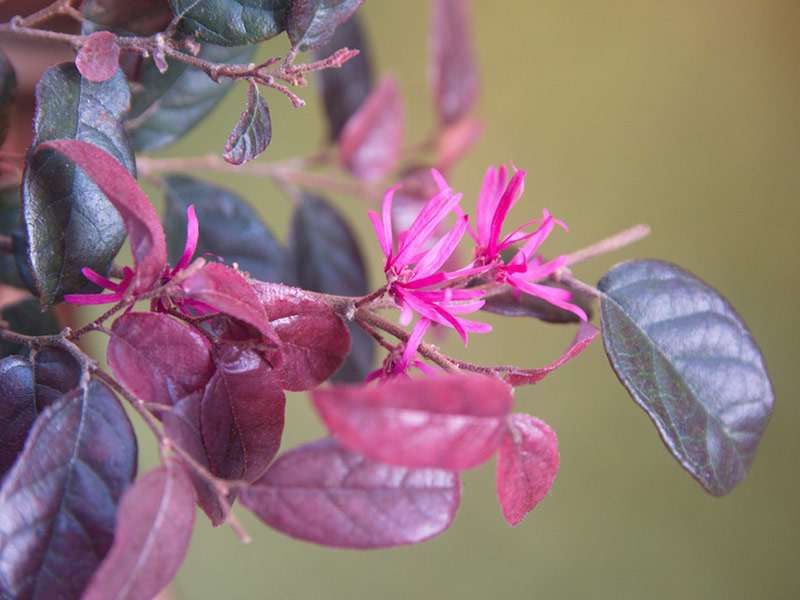 Loropetalum chinenese f. rubrum 'Zhuzhou Fuchsia' Fringe Flower