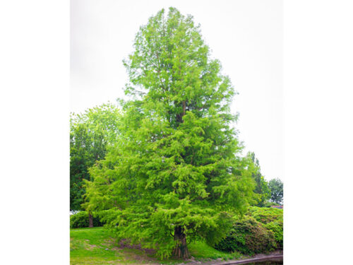 Metasequoia glyptostroboides - Dawn Redwood