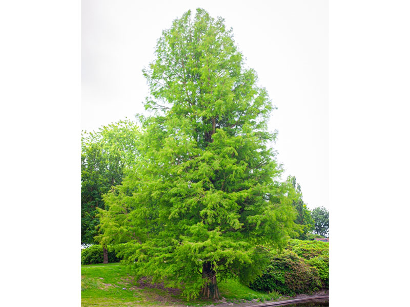 Metasequoia glyptostroboides - Dawn Redwood