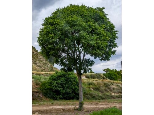 Pistacia chinensis - Chinese Pistache Tree