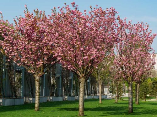Prunus serrulata 'Kwanzan' - Flowering Cherry