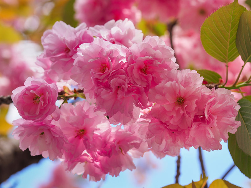 Prunus serrulata 'Kwanzan' - Flowering Cherry Flowers