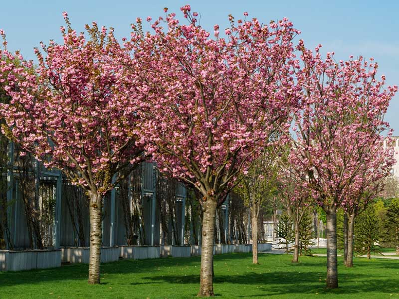 Prunus serrulata 'Kwanzan' - Flowering Cherry