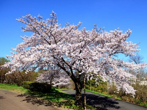 Prunus yedoensis 'Yoshino' - Flowering Cherry Tree