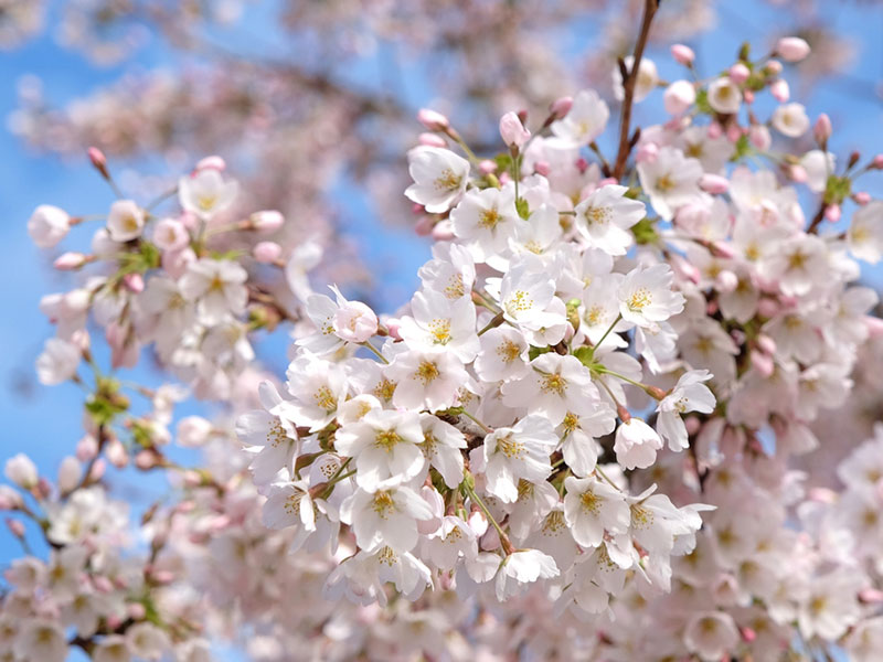 Prunus yedoensis 'Yoshino' - Flowering Cherry Tree Flowers