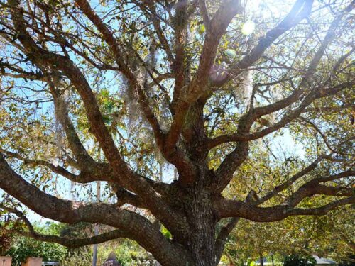 Queres cathedral - Live Oak