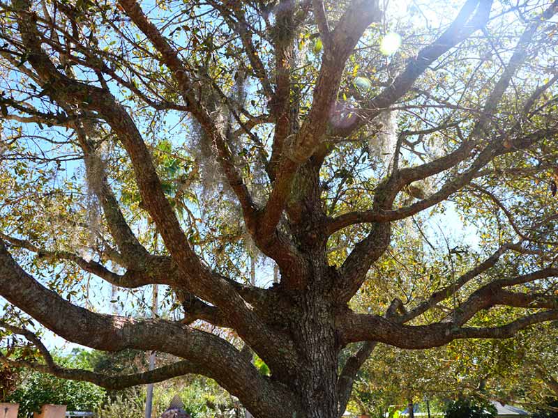 Queres cathedral - Live Oak