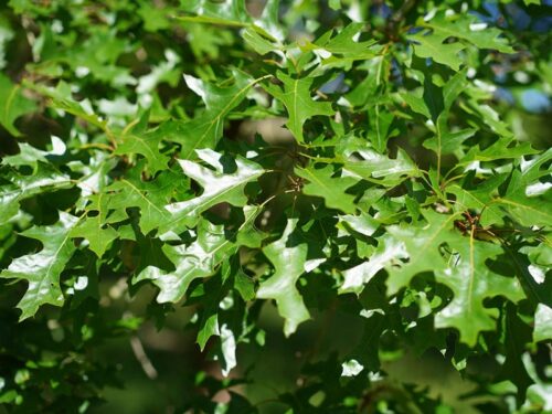 Quercus nuttalli - Nuttall Oak Tree Foliage