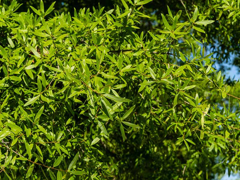 Quercus phellos - Willow Oak Foliage