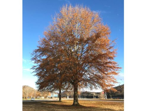 Quercus phellos - Willow Oak Tree