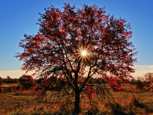 Quercus rubra - Red Oak Tree