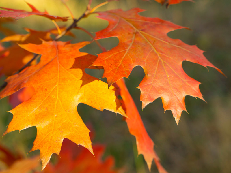 Quercus rubra - Red Oak Tree Foliage