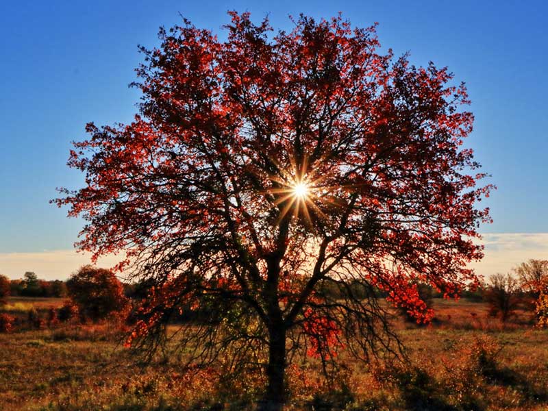 Quercus rubra - Red Oak Tree
