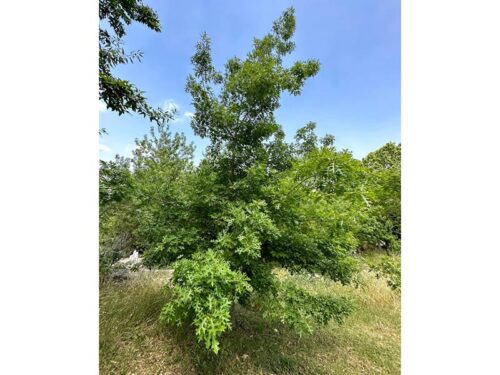 Quercus shumardii - Shumard Oak Tree