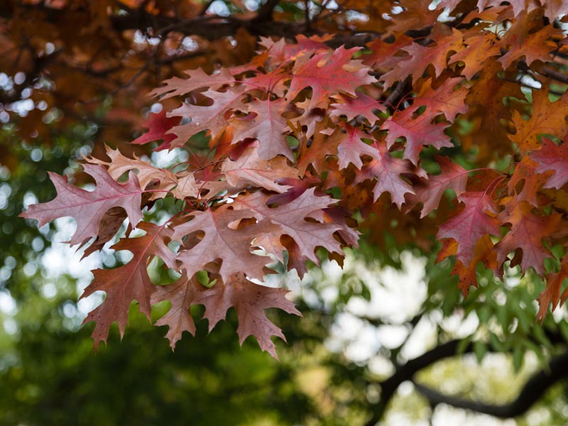 Quercus shumardii - Shumard Oak Tree Foliage