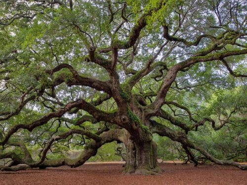 Quercus virginiana - Native Live Oak Tree