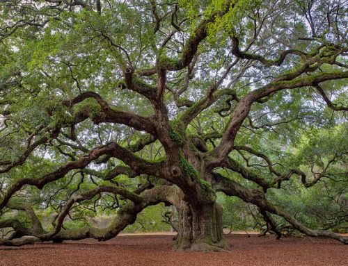 Virginia Native Live Oaks