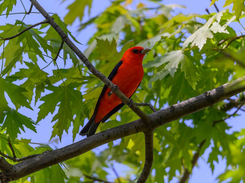 Red Tanager in Tree Nature's Birdhouse