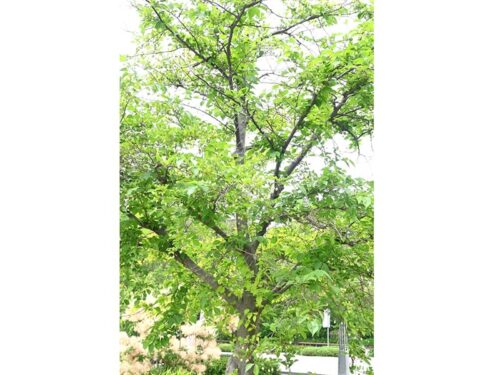 Styrax japonicus - Japanese Snowbell Tree
