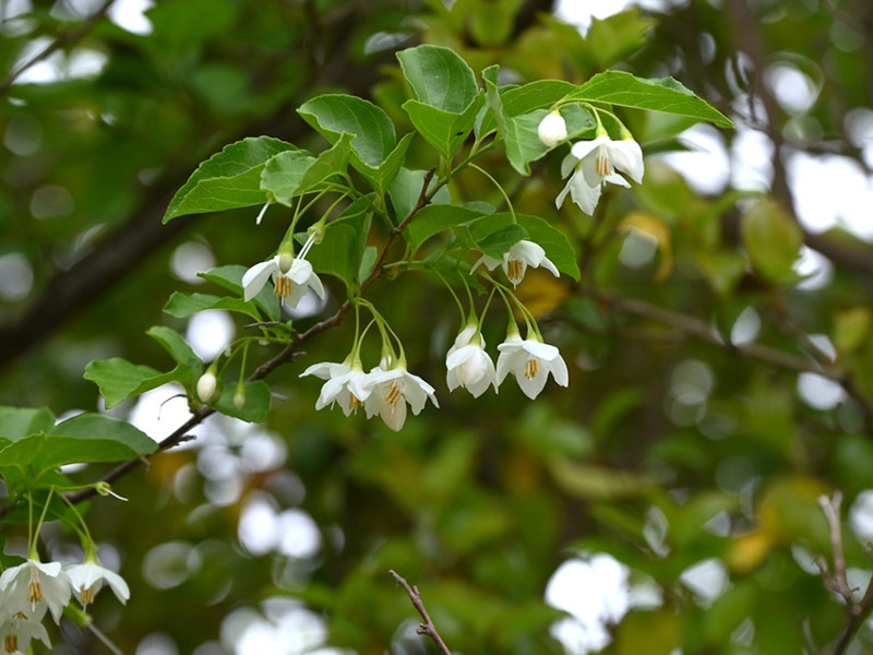 Styrax japonicus - Japanese Snowbell Tree Flowers