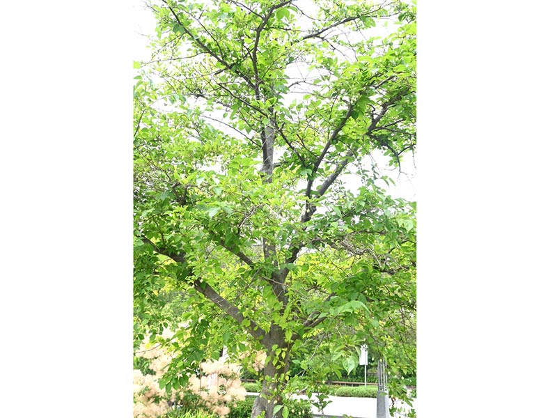 Styrax japonicus - Japanese Snowbell Tree
